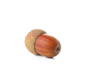 Oak acorn on white background