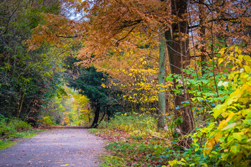 autumn in the park