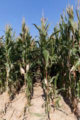 an agricultural field where corn is harvested for food