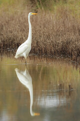 Obraz premium Garceta Grande / Ardea alba