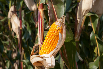 an agricultural field where corn is harvested to feed