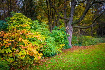 autumn in the park