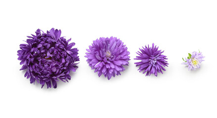 Aster flowers in different stages of growth on white background