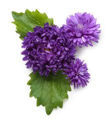 Aster flowers and leaves on white background