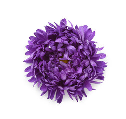 Purple aster flower isolated on white background
