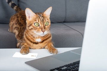 Bengal cat is shopping online using the map.