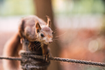close-up of a red squirrel walking on a rope. Sciurus vulgaris. shallow depth of field. Campo Grande, Valladolid Spain.