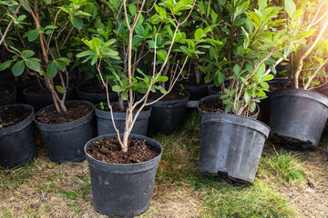 Many small plastic pots with rhododendron azalea flower bushes prepared for planting ornamental...