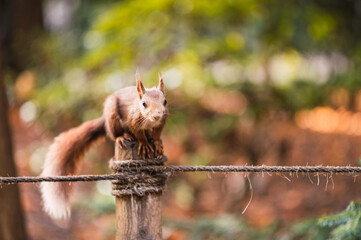 Red squirrel on a wooden pole with ropes. Sciurus vulgaris. Campo Grande, Valladolid Spain.