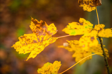 yellow autumn leaves