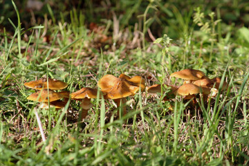 Champignons sauvages