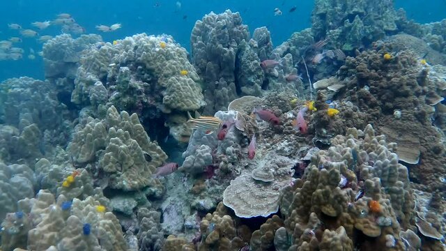 Under water film of corals and a variety of different tropical fish - squrrel fish - The Gulf of Thailand in 4K RES