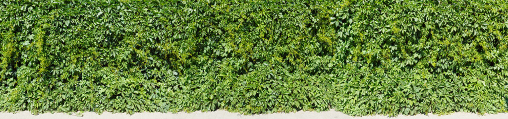 Long panoramic view of an ivy fence with a portion of the sidewalk in front of it.