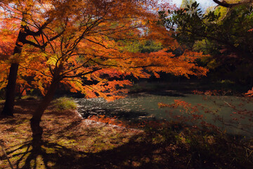 紅葉の風景/赤く染まるモミジ