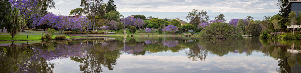 Panorama of Flowering Lakeside Jacarandas with Reflections
