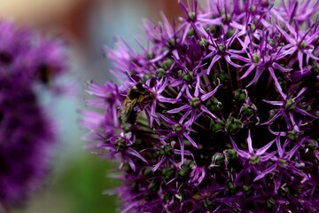 Цветущий лук