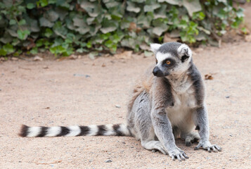 Naklejka na ściany i meble Portrait of a lemur against green vegetation