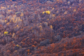 Autumn forest in Primorye, Far East