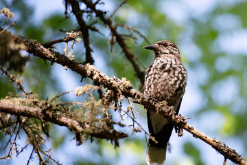 Spotted nutcracker sitting on a tree branch