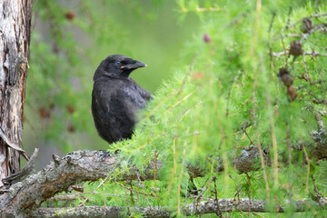 Black crow chick on a larch branch close up