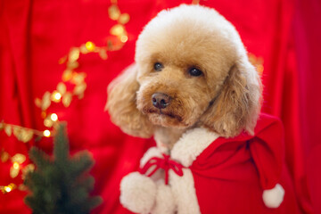 cute pet dog apricot poodle in Christmas costume sit in new year decorations ready for Christmas party on red silk background