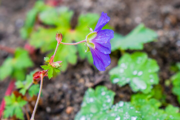 wild strawberry plant