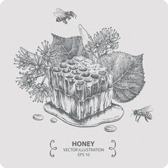 Honey and linden blossom, vector elements, hand drawn illustration