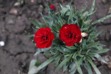 Цветущая гвоздика