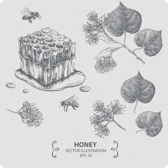 Honey and linden blossom, vector elements, hand drawn illustration
