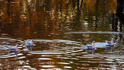 Seagulls swim in the City Park Lake