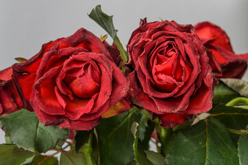 Withered dried flowers of a red rose on a light background	
