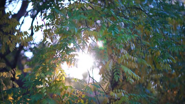 Sophora branches with yellow leaves, Fructus Sophorae japonicae. Autumn forest in the sunset sunlight.