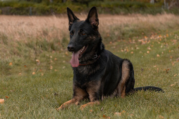Liegender Schäferhund