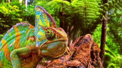 Foto auf Alu-Dibond A colorful close-up chameleon with a high crest on its head. © Nik