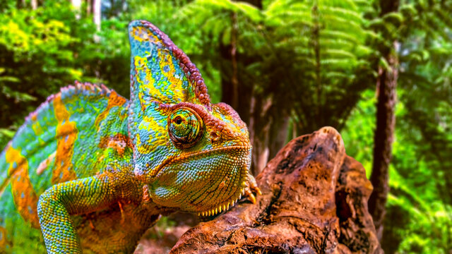 A colorful close-up chameleon with a high crest on its head.