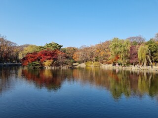 Palace of Korea at Autumn (Changgyeonggung)