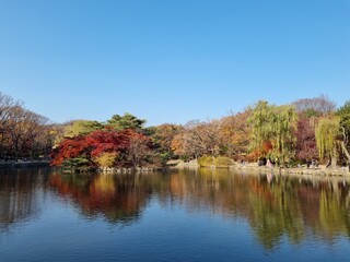 Palace of Korea at Autumn (Changgyeonggung)