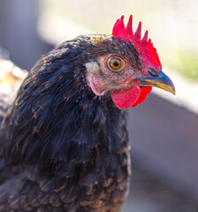 Portrait of a black hen on the farm.