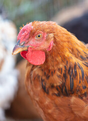 Portrait of a red hen on the farm.