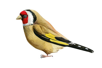Goldfinch bird on an isolated white background, watercolor drawing. - obrazy, fototapety, plakaty