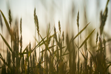 Naklejka premium Background backdrop of farmlands, farmland and beauty.
