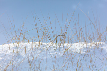 Fototapeta na wymiar Dry grass in the snow in winter.