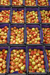 Apples in boxes in a warehouse ready for transport to the market