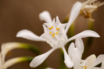 Flora of Gran Canaria - Pancratium canariense, Canary Sea Daffodil natural macro floral background
