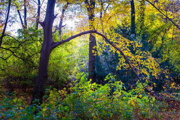 sunset in the forest