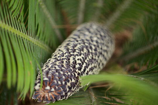 Cone of Dioon edule, the chestnut dioon, natural macro floral background