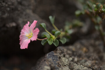 Flowering succulent Sarcocaulon burmannii, Bushman Candle, natural macro floral background
