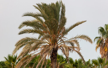 Palm trees against the sky.