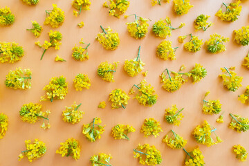 Yellow wildflowers a lot on orange textured background. Top view, flatlay