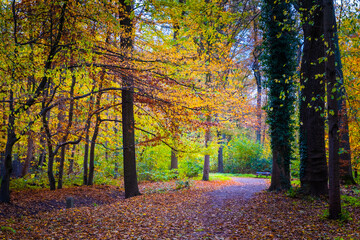 Naklejka premium autumn in the park